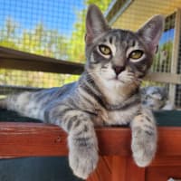 Photo of Blitzen