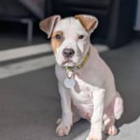 Photo of Milo