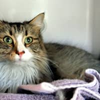 Photo of Andre Sua012965