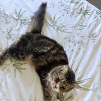 Photo of Tango
