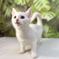 Photo of Yuki   Located In Coburg