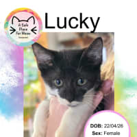 Photo of Lucky