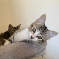 Photo of Minx