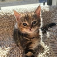Photo of Dottie