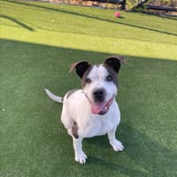 Photo of Iggle Piggle Imp 1690