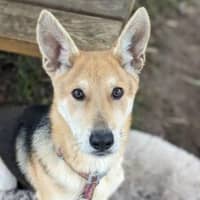 Photo of Dingo