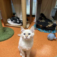 Photo of Boo