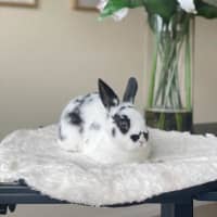 Photo of Hummingbird