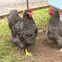Photo of Lucy & Ethel