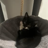 Photo of Checkers