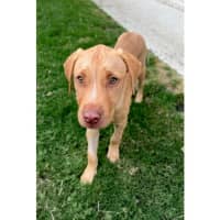 Photo of Dior *$350 Adoption Fee*