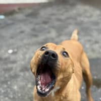 Photo of Beef Supreme