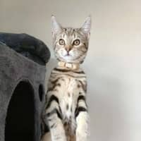 Photo of Sapphire