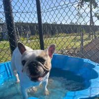 Photo of Coco Imp 1863