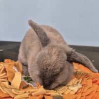Photo of Beans