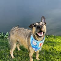 Photo of Noah *$250 Adoption Fee*