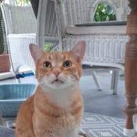 Photo of Flynn