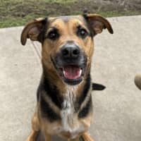 Photo of Ollie (Eddie)
