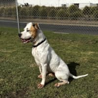 Photo of Holly (68362)