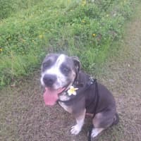 Photo of Buddy Two