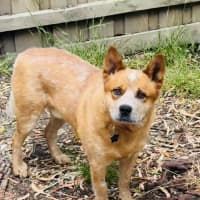 Photo of Rusty