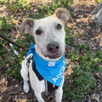 Photo of Pedro *$350 Adoption Fee*