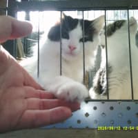 Photo of Munchkin Barclay