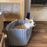 Photo of Maple