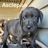 Photo of Thanatos Litter