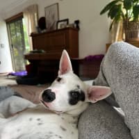 Photo of Luna Lou   1 Year Old Staffy X