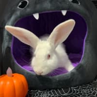 Photo of Bunilla Ice