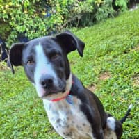 Photo of Molly *$250 Adoption Fee* 