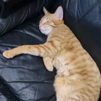 Photo of Kirby