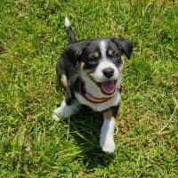 Photo of Tassie Devil
