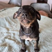 Photo of The Swedish Chef 