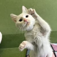 Photo of Buffy The Fluffy Slayer