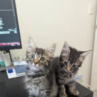 Photo of Waffle