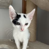 Photo of Piccolo