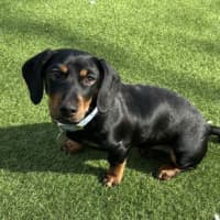 Photo of Lucy