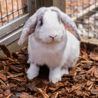 Photo of Harry Hopper