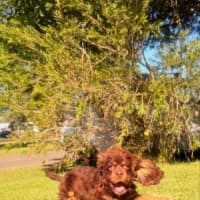Photo of Remi