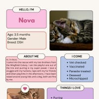 Photo of Nova
