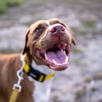Photo of Luna