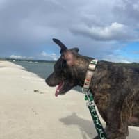 Photo of Kia