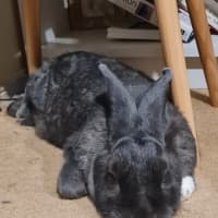 Photo of Cutiepies Lola & Thumper