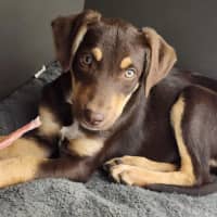 Photo of Copper