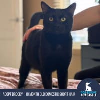 Photo of Brocky   18 Month Old Domestic Short Hair