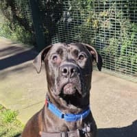 Photo of Apollo