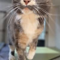 Photo of Rosie