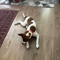 Photo of Rosie   1.5 Year Old Jack Russell Terrier X (31/12